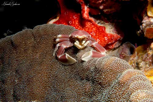 Anemone Crab in the Similans
