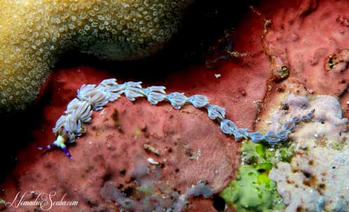 Blue Dragon Nudibranch in the Similans