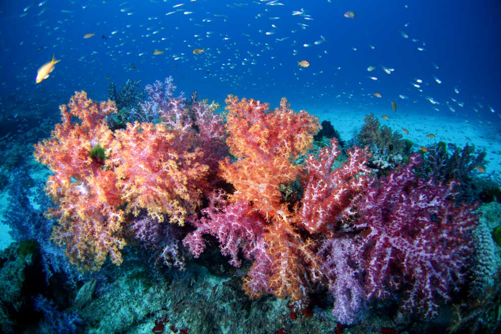 Tree Coral, colourful soft coral