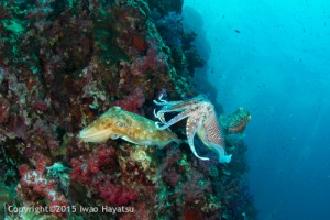cuttlefish at Richelieu rock