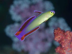 Purple Fire Goby in the Similans