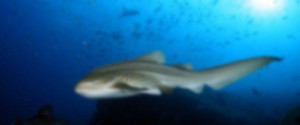 Leopard shark background image