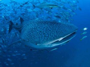 Whale Shark in the Similan Islands