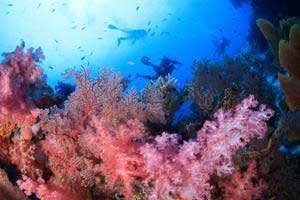 Anita's Reef Similan dive site