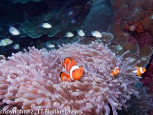 Anemone clownfish in the Surin Islands