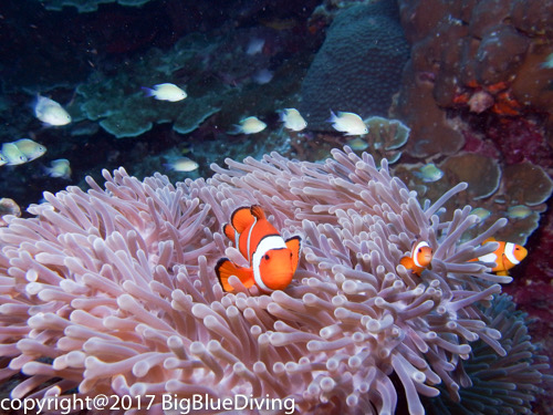 Anemone clownfish in the Surin Islands
