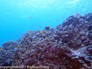 Pristine hard corals at the Surin Islands