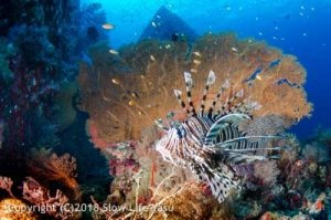 Lionfish and a seafan