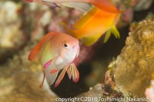 Small reef fish occupy healthy corals