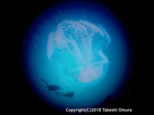 Space Dive. Jellyfish and divers at Koh Prathong Wreck