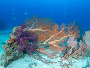 Collapsed gorgonian sea fan at the similan islands
