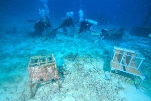 Scientific experiment of marine biologists at west of eden in the Similan Islands