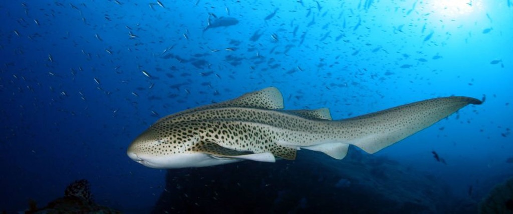 free swimming leopard shark