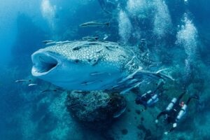 whale shark swimming over two tech divers