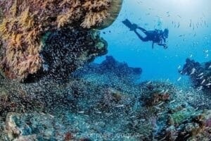 diver swimming diver over a glass fish and coral