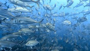 Bigeye trevally at Richelieu Rock in Thailand