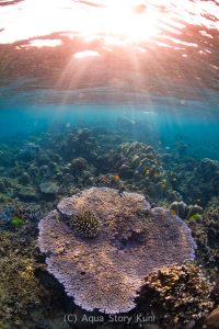 Healthy table coral at the Surin Islands