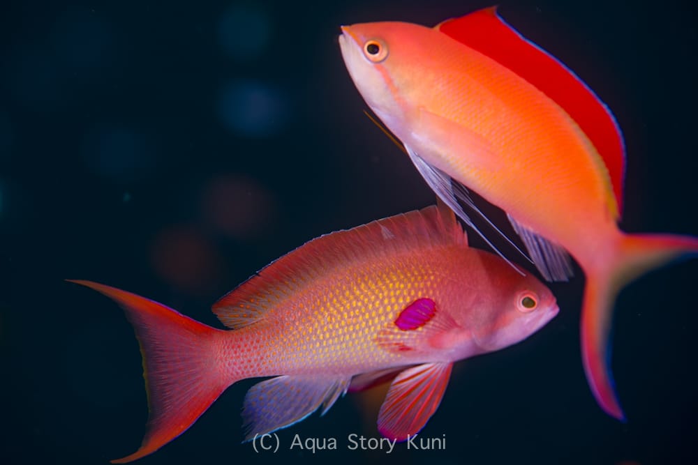 A beautiful pair of fairy basslets