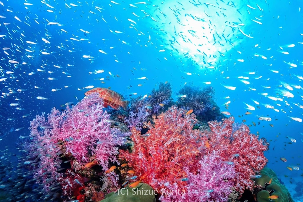 Soft corals in the SImilan Islands