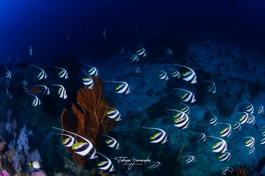 Banner fish in the Similan Islands