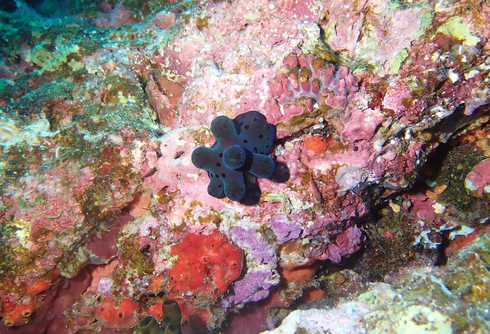 Sponge snail spotted at Koh Bon in the Similan Islands