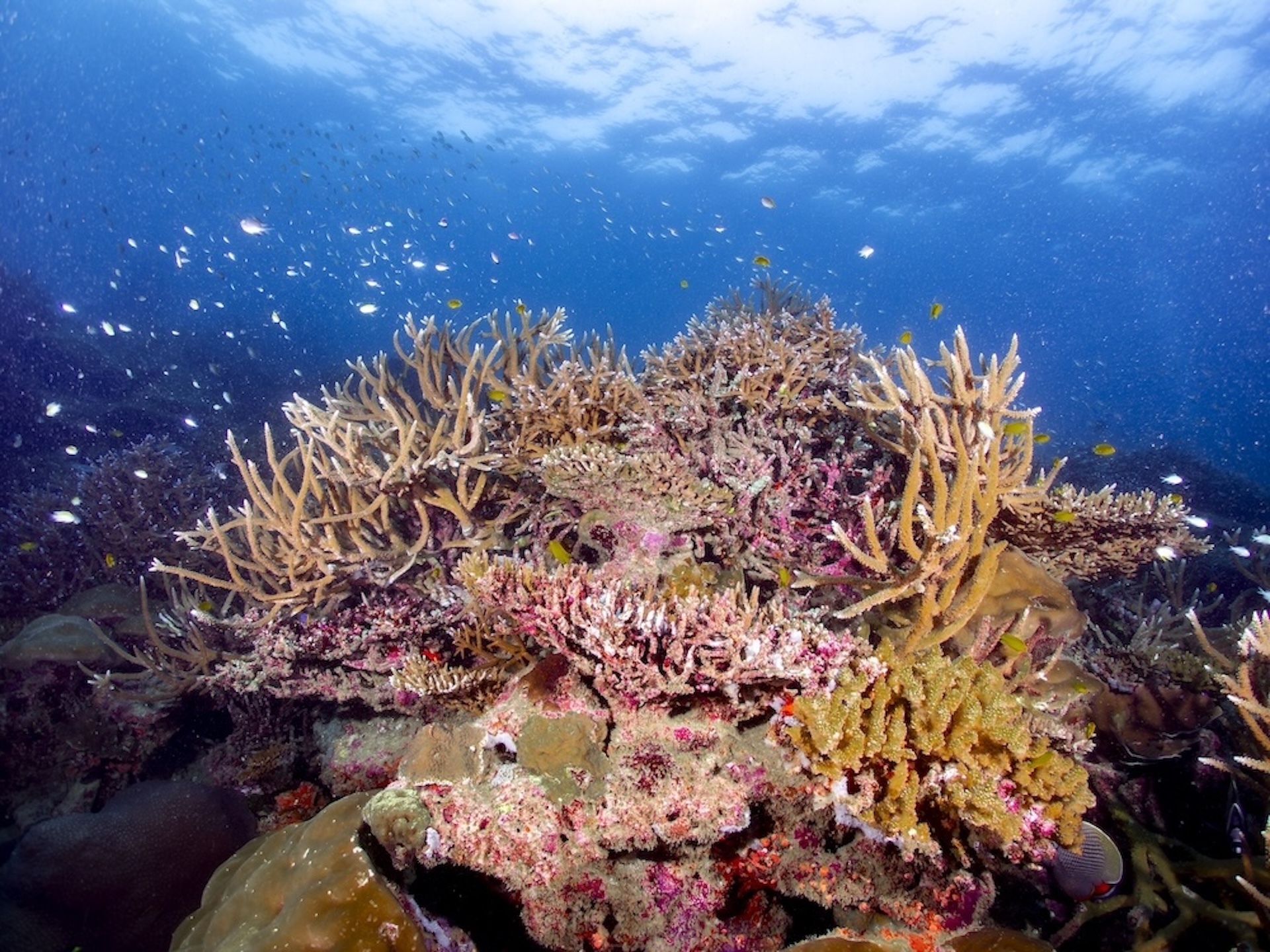 Similans underwater coral scene
