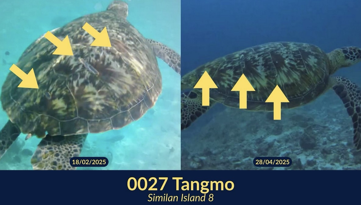 Tangmo the turtle's recovery