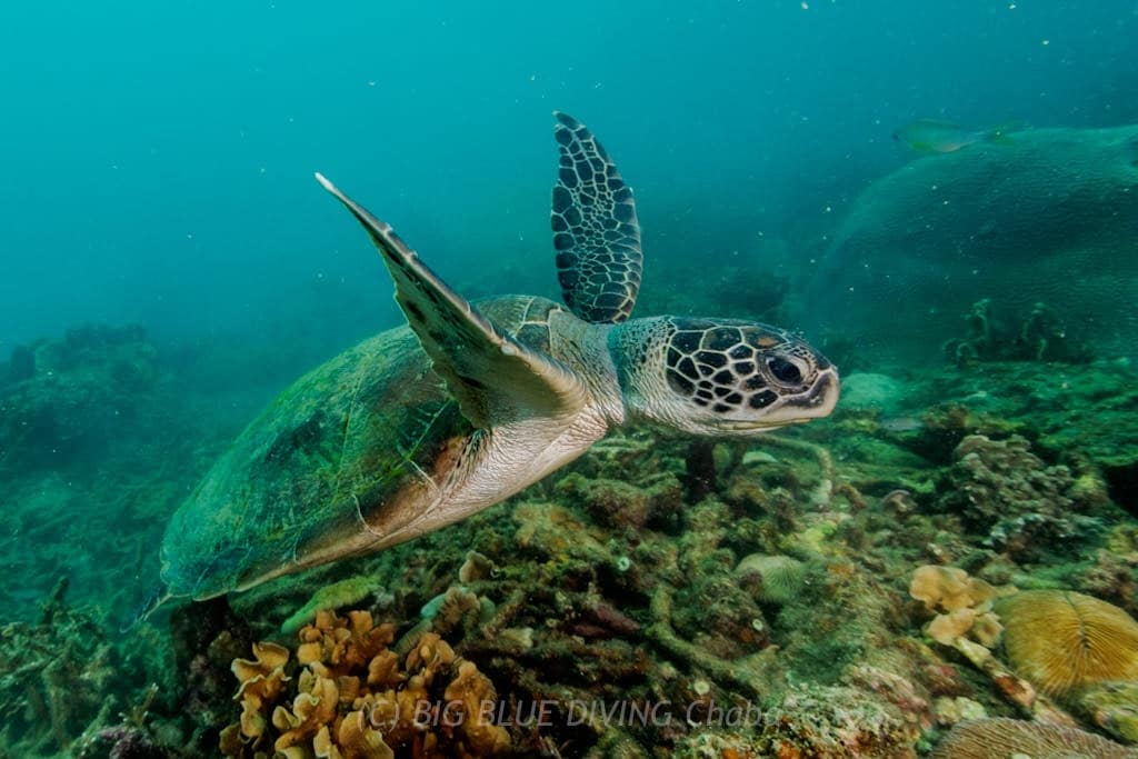 Hawksbill turtle