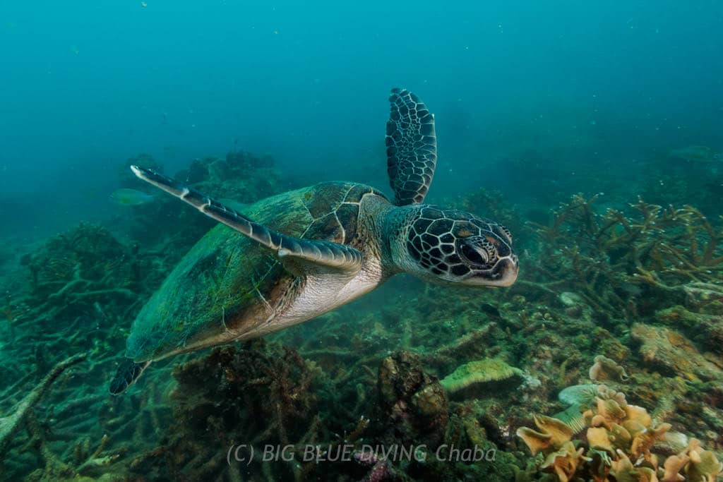Hawksbill Turtle