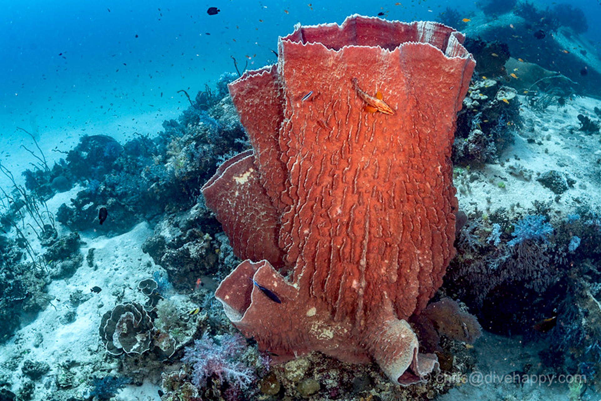 Barrel sponge at the Similan dive site Three Trees