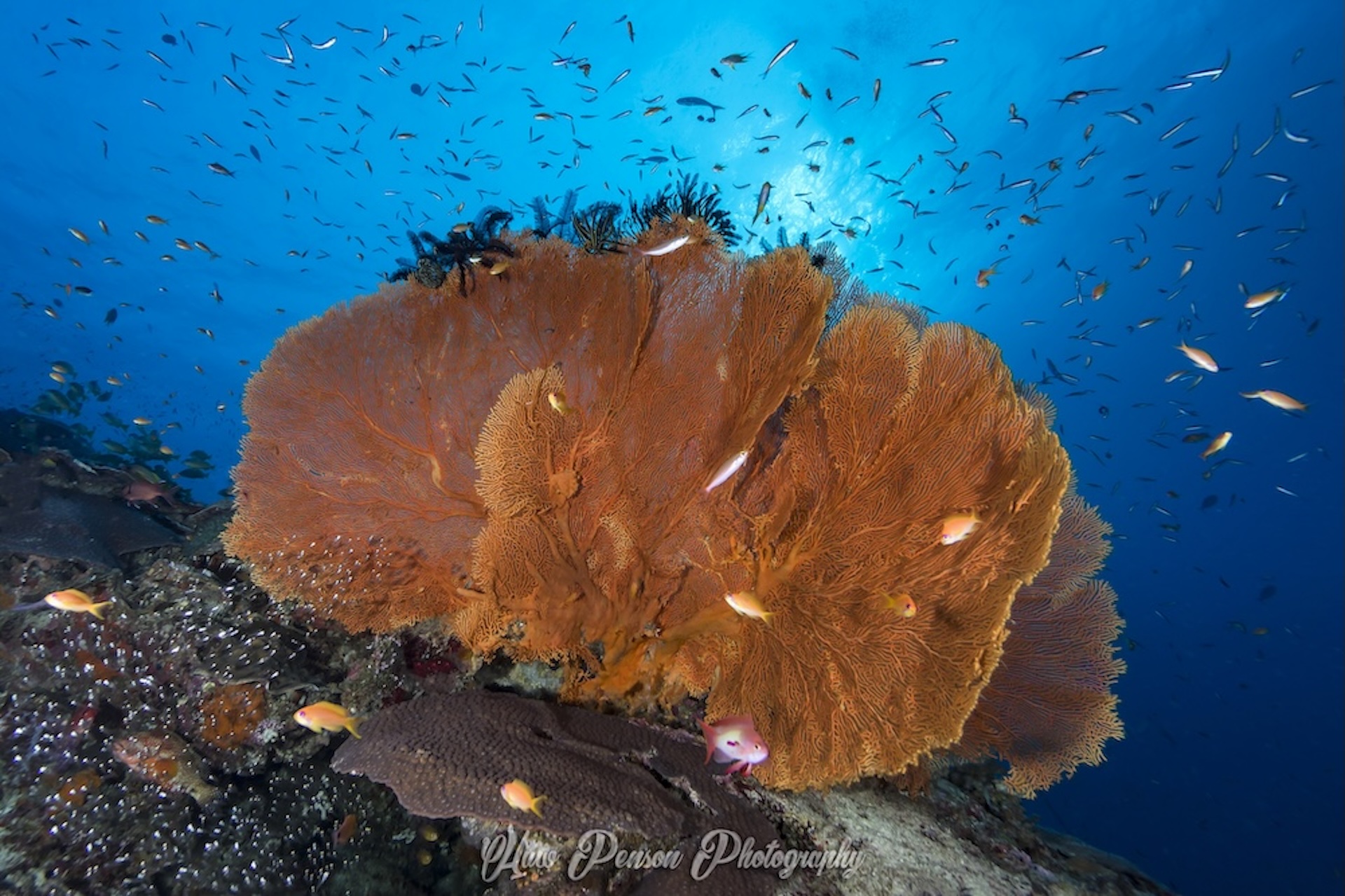 Gorgonian seafan at Koh Tachai, one of Thailand's best dive sites