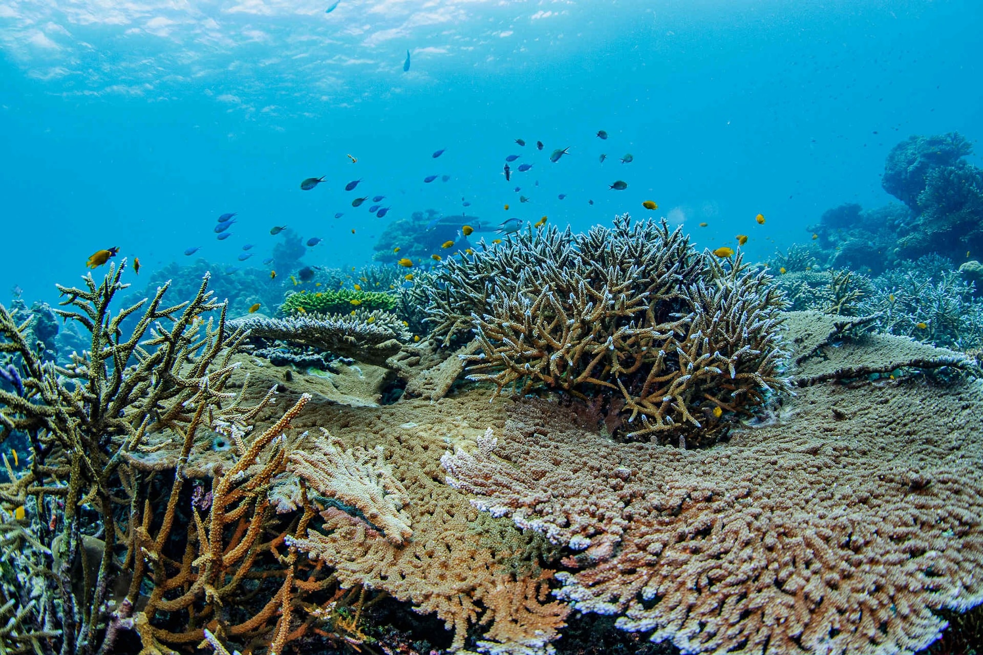 Aow Pakad reef scene