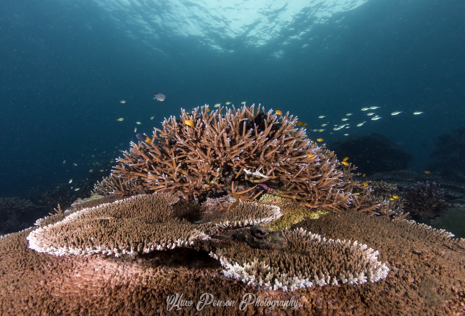Hard corals in the SImilan Islands