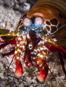 Peacock Mantis Shrimp