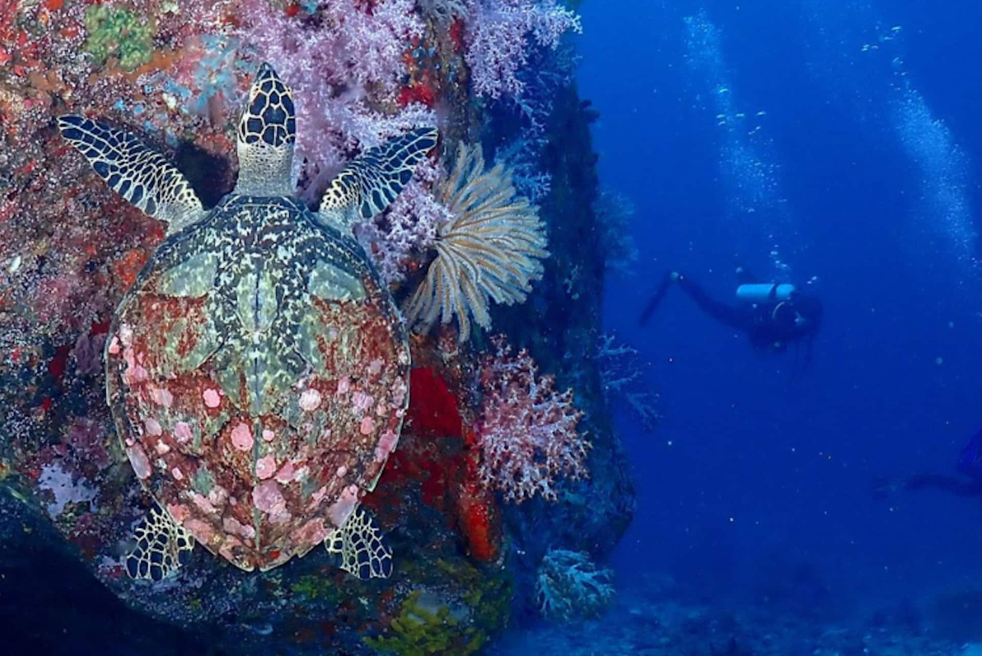 Turtle at Similan dive site West of Eden