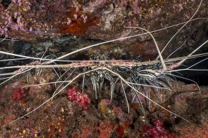 Pronghorn Spiny Lobster 