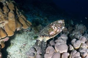 Hawksbill Turtle