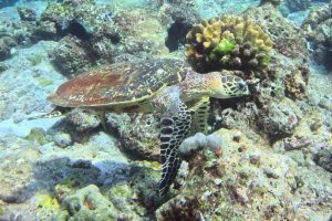 Hawksbill Turtle