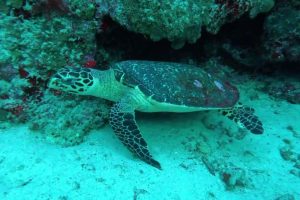 Hawksbill Turtle