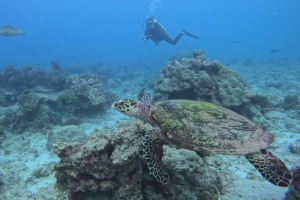 Hawksbill Turtle