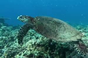 Hawksbill Turtle