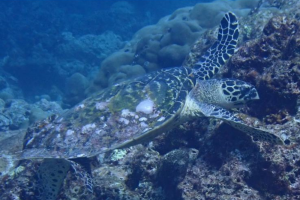 Hawksbill Turtle