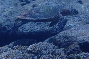 Hawksbill Turtle