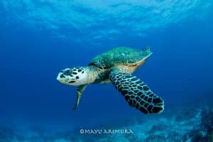 Hawksbill Turtle