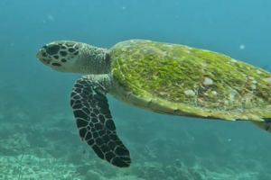 Hawksbill Turtle