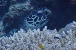 Hawksbill Turtle
