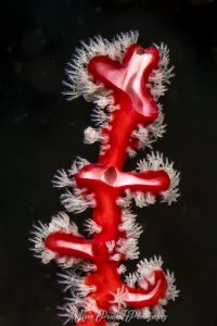 Red Sea Fan