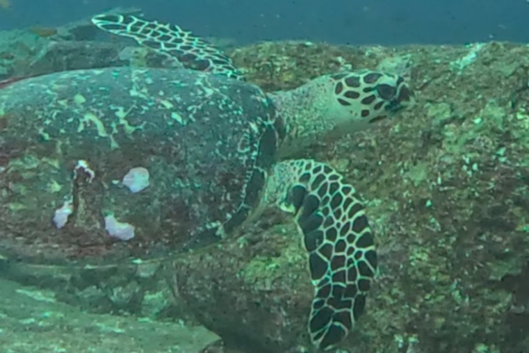 Jess Turtle Jess - Hawksbill Turtle Profile - Andaman Turtle Watch Database - Big ...