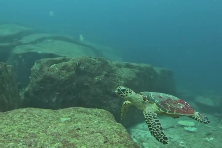 Jess Turtle Jess - Hawksbill Turtle Profile - Andaman Turtle Watch Database - Big ...