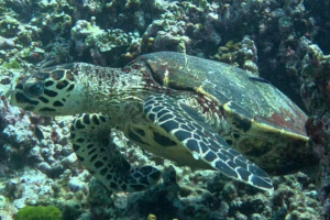 Hawksbill Turtle